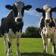 Illustration for article titled Cow manure to power internet data centers